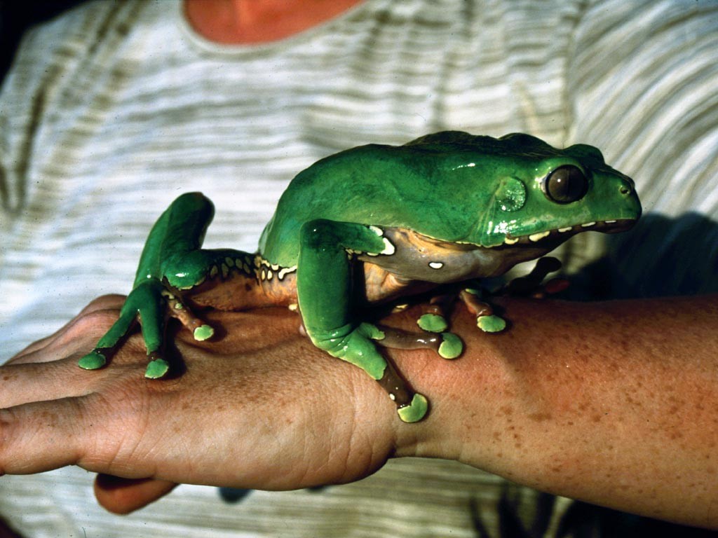Weibchen des Makifrosches (Phyllomedusa bicolor). Im sodann herbeigeführten Zustand geschärfter Sinne ist den Mayoruna der Jagderfolg sicher, zumal sie auf diese Weise auch tagelang ohne Nahrung und Wasser auskommen.