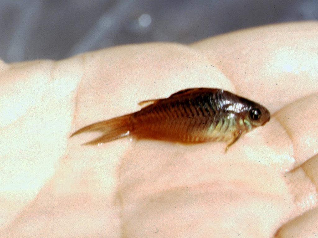 Corydoras spec.