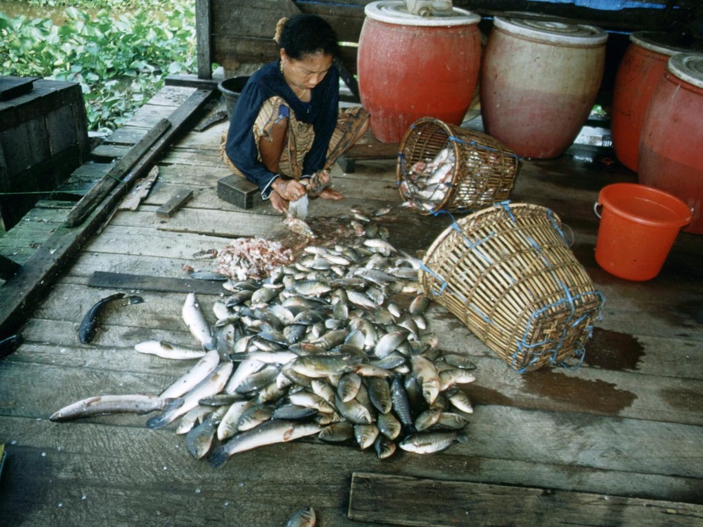Unter den Fischen befanden sich viele, die wir aus der Aquaristik kennen.