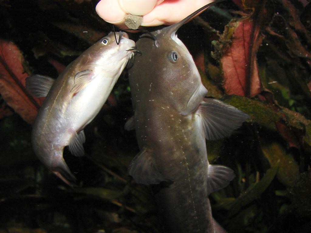 Braune Katzenwelse (Ameiurus nebulosus) bei der Fütterung von Hand.