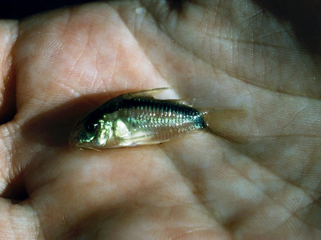 Panzerwels (Corydoras spec.).