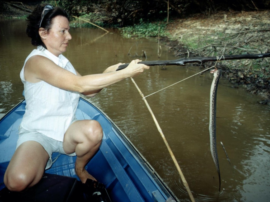 An den Fixangeln zum Fang von Welsen konnten wir einige Warzenschlangen (Acrochordus javanicus) finden, diese war leider schon tot.