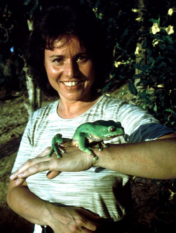 Weibchen des Makifrosches (Phyllomedusa bicolor). Auch die Mayoruna haben die schleimigen Sekrete dieses Frosches traditionellerweise dazu verwendet, um für die Jagd besser gerüstet zu sein.