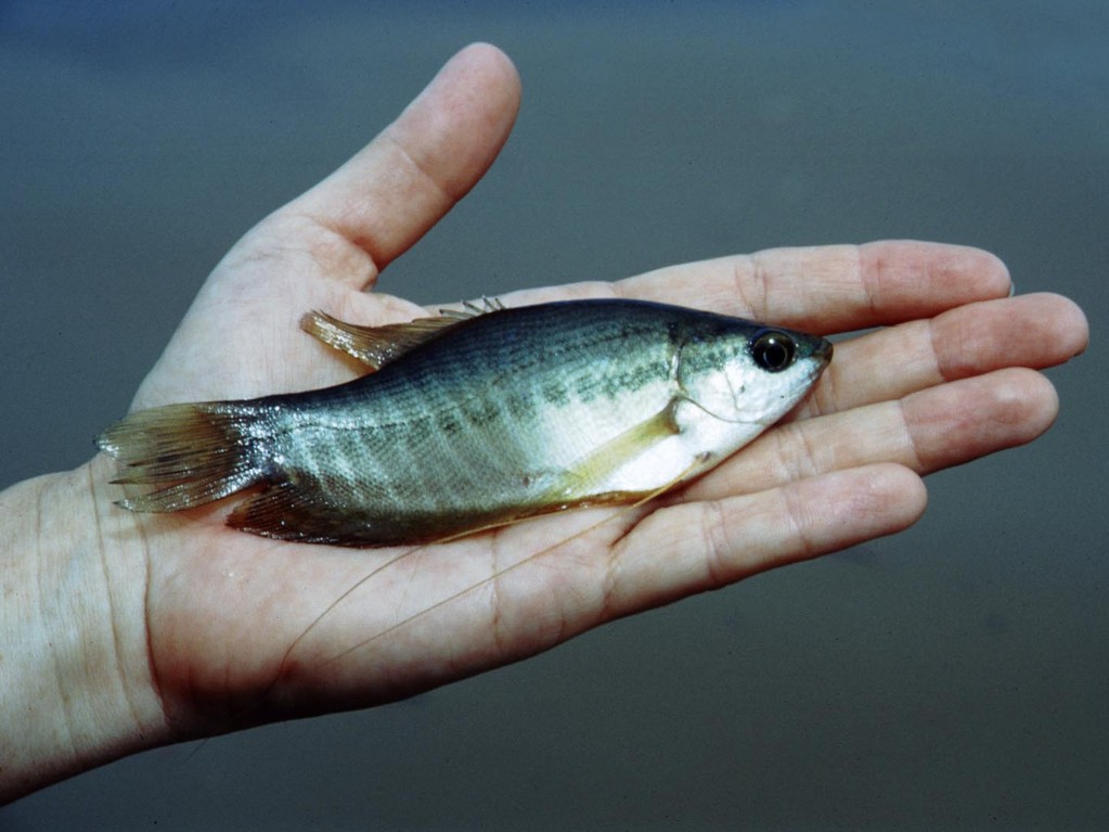 Trichogaster pectoralis.
