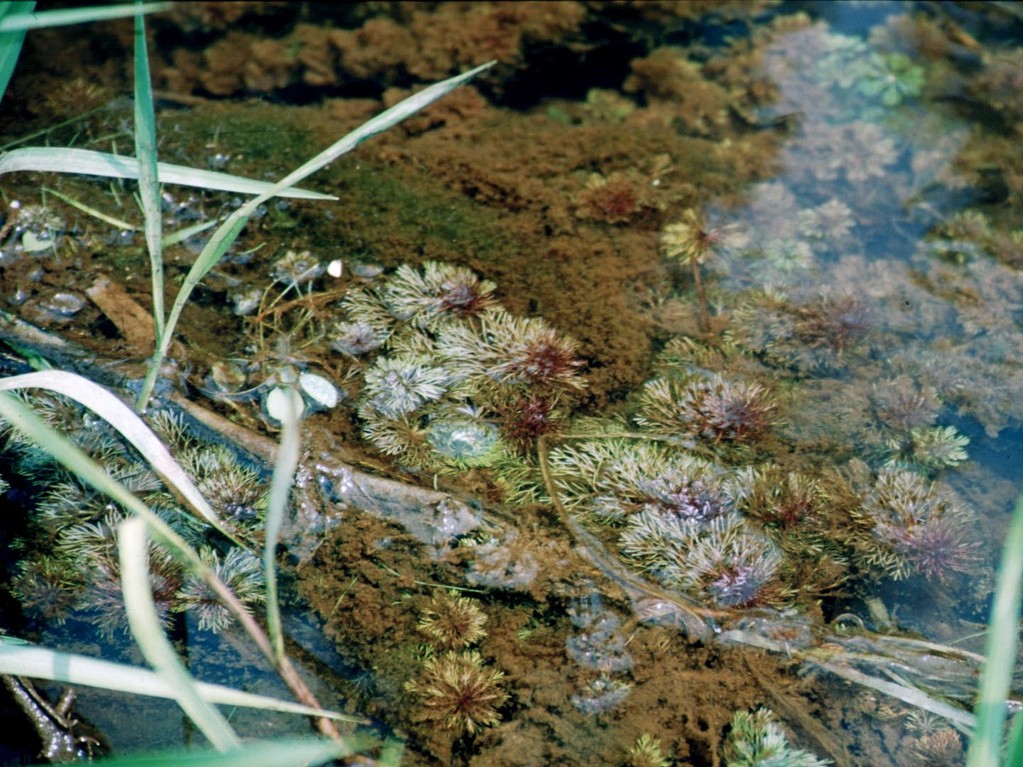 Der Bach war mit Cabomba (Cabomba carolina) überwuchert.