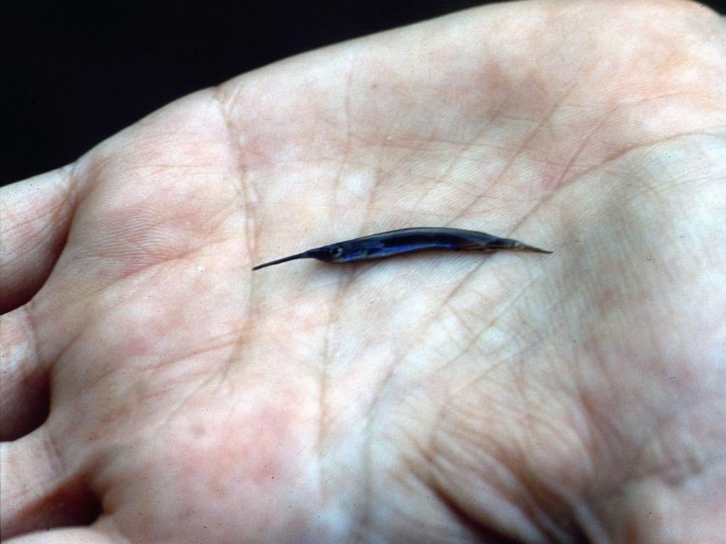 Halbschnabelhecht (Zenarchopterus dispar).