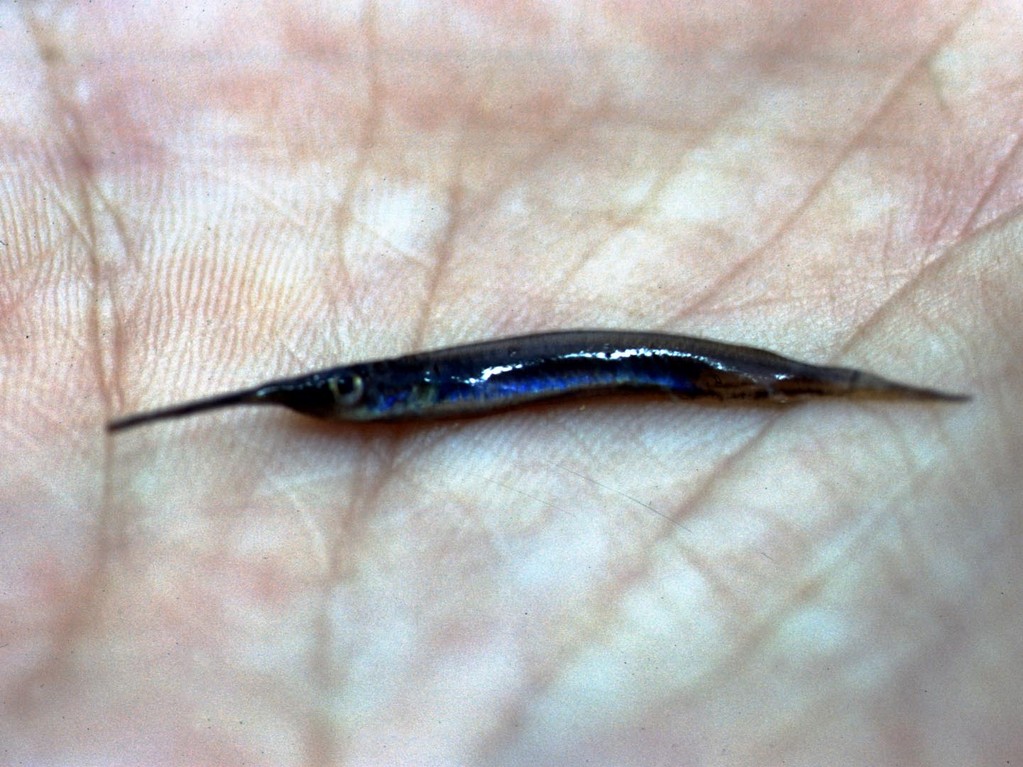 Dieser Halbschnabelhecht (Zenarchopterus dispar) hat eine interessante blaue Färbung.