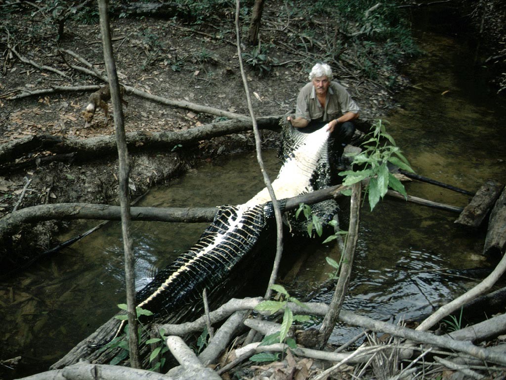 Mohrenkaiman (Melanosuchus niger): Die Haut (ohne Kopf) ist hier bereits rund 5 Meter lang.