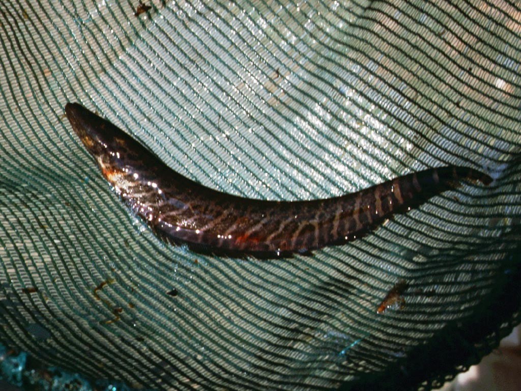 Messerfisch.
