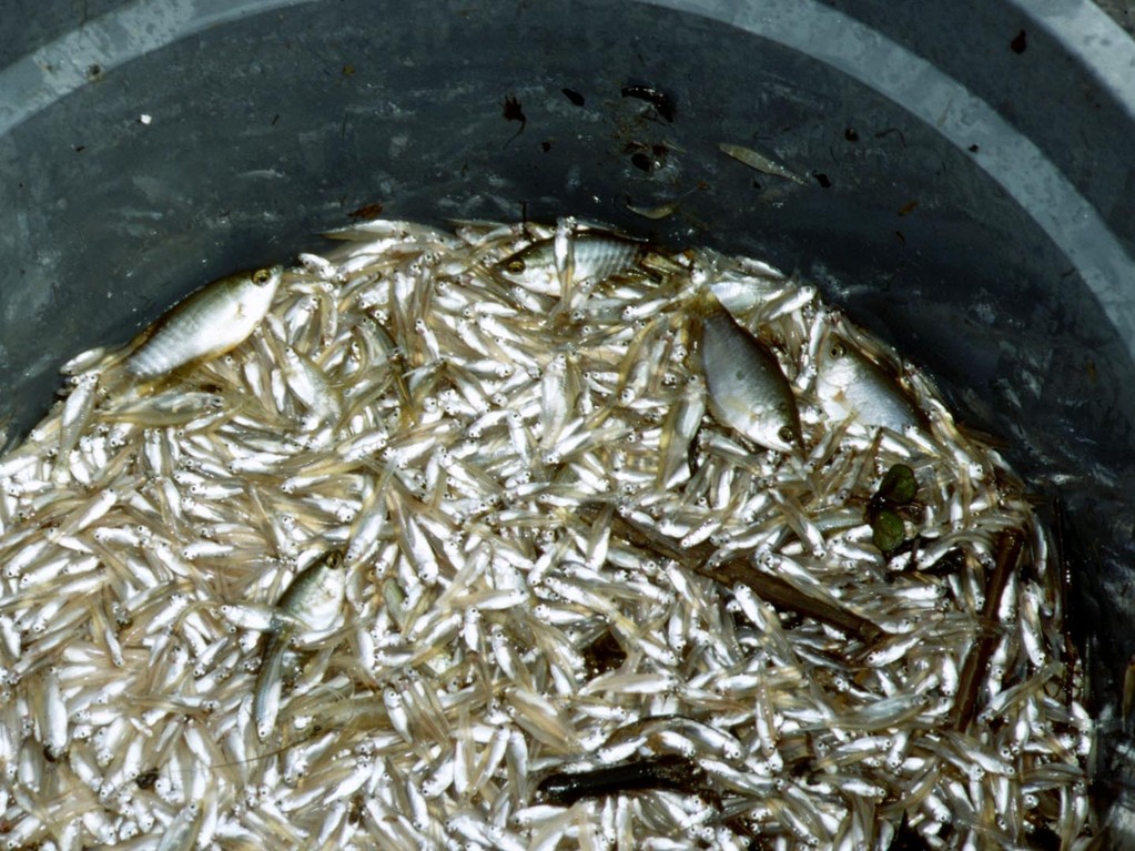 Wir suchten in diesen Plastikkübeln der Fischer, ob interessante Aquarienfische darunter sind.