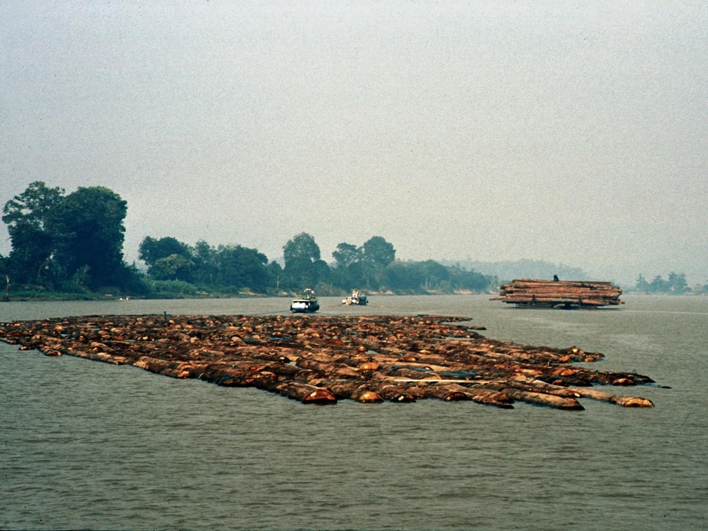 Wenn man den Mahakam hinauffährt, dann begegnet einem ein Holztransport nach dem anderen.