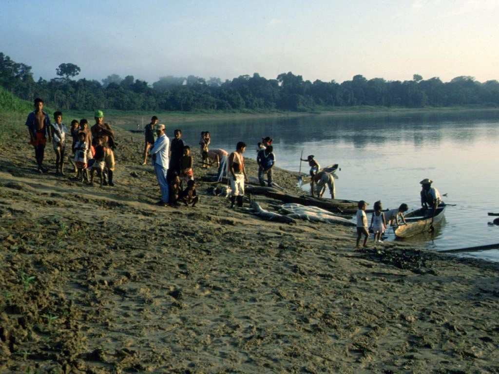 Berufsfischer aus Tabatinga schlachten massenhaft Krokodilkaimane (Caiman crocodilus) und Arapaimas (Arapaima gigas), obwohl ihr Handel seit vielen Jahren verboten ist.