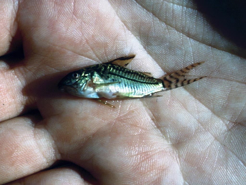 Viele Panzerwelse (Corydoras spec.) haben eine sehr ähnliche Zeichnung.