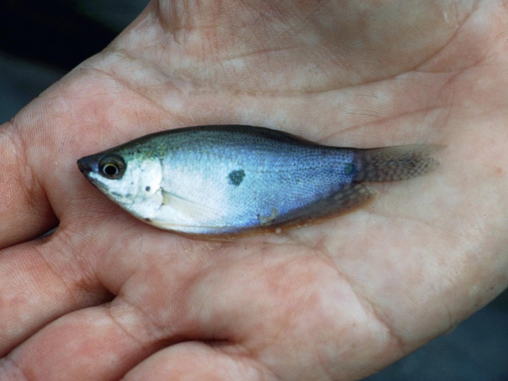 Blauer Fadenfisch (Trichogaster trichopterus).