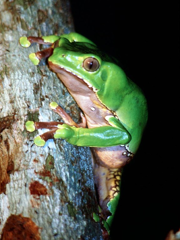 Phyllomedusa bicolor, der Makifrosch, ist nachtaktiv. Sein Gift wird von einigen Indianerstämmen als Halluzinogen für die Jagd benutzt.