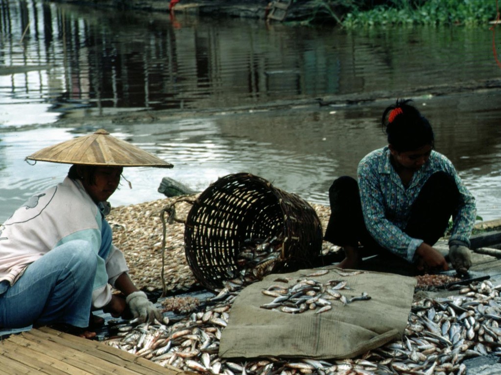 Die größeren Fische werden aufgeschnitten und zum Trocknen vorbereitet.