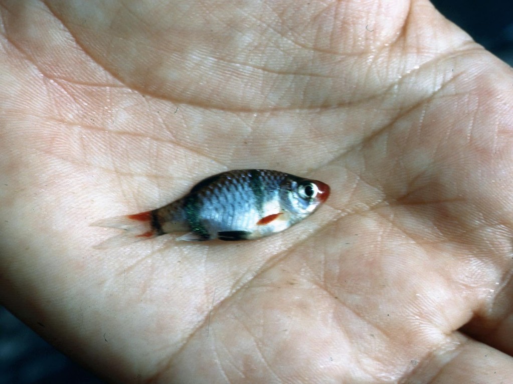 Borneo-/Viergürtelbarbe (Puntius anchisporus).