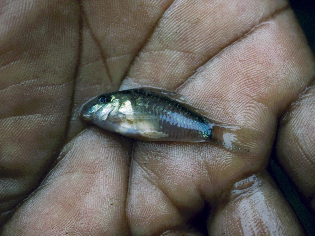 Panzerwels (Corydoras spec.).