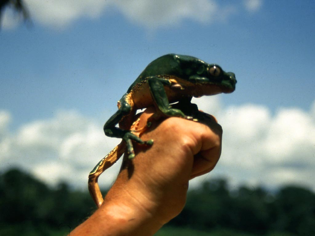 Das – etwas kleiner bleibende – Männchen des Makifrosches (Phyllomedusa bicolor). Die Mayoruna pieksen den zuvor gefesselten Frosch mit spitzen Stöcken so lange, bis er sein Gift absondert. Dieses reiben sie sich in selbst herbeigeführte Brandwunden.