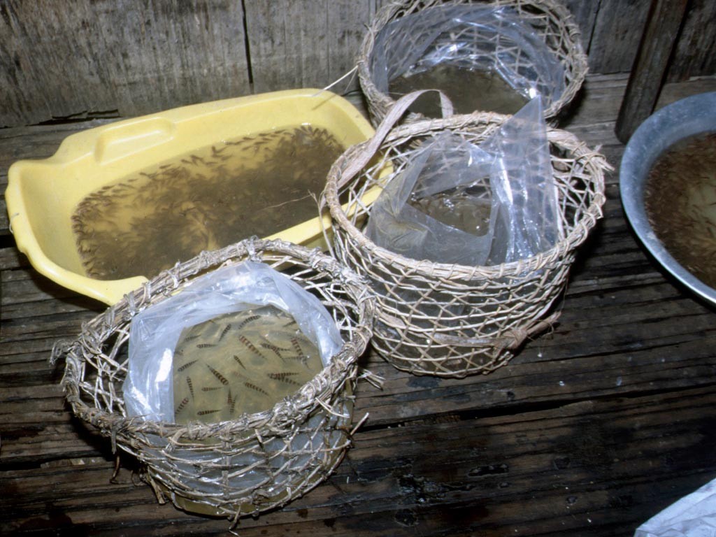 Alle diese Fische in seiner Hütte musste der Fischer bei Niederwasser kilometerweit mit diesen Körben durch den Wald tragen.