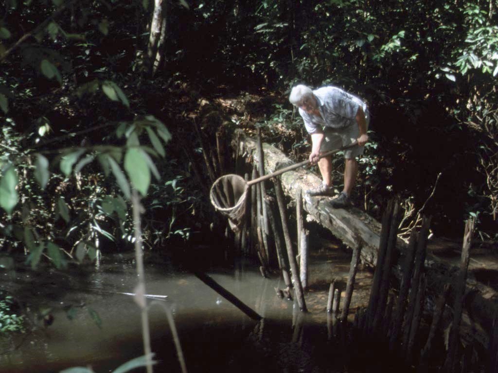 Das Wasser war schwarz vor lauter Panzerwelsen.