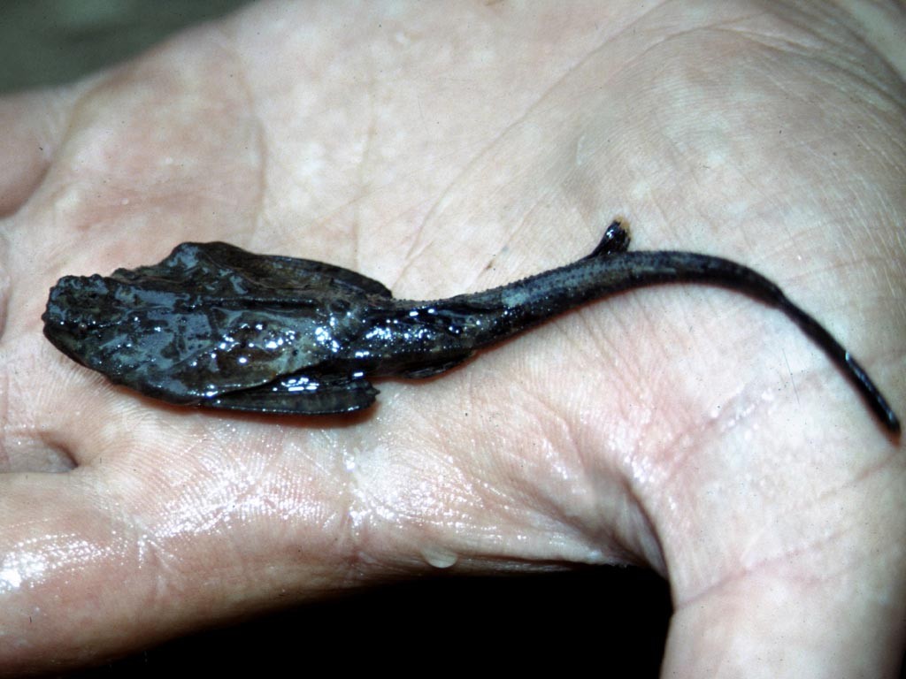 Laubwels (Bunocephalus knerii).