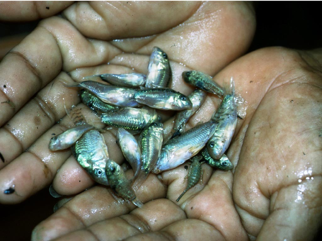 Hier sind die ersten Panzerwelse (Corydoras spec.) beim Fang mit dabei.