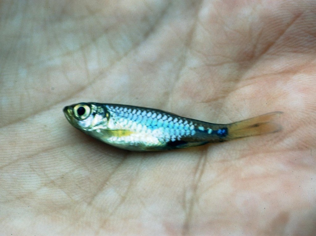Die zierlichen Fische hatten eine Größe wie Neonfische.