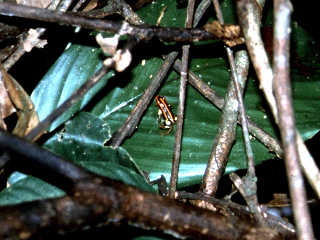 Pfeilgiftfrosch (Dendrobates quinquevittatus).