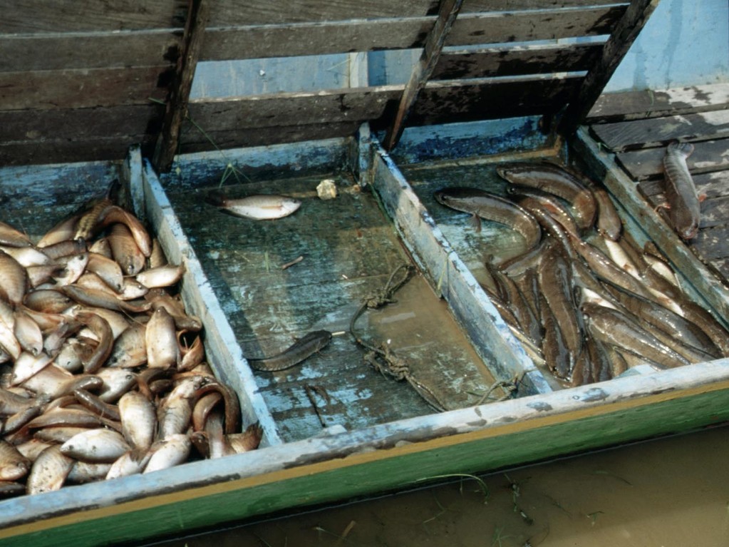 Verschiedene Fischarten vor der Verarbeitung zu Trockenfisch.
