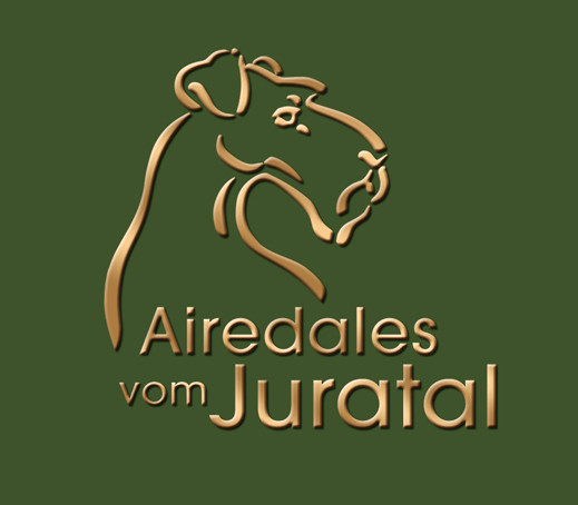 Airedale Terrier vom Juratal