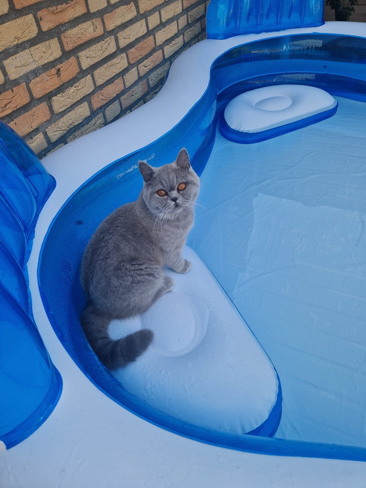 Ayla
