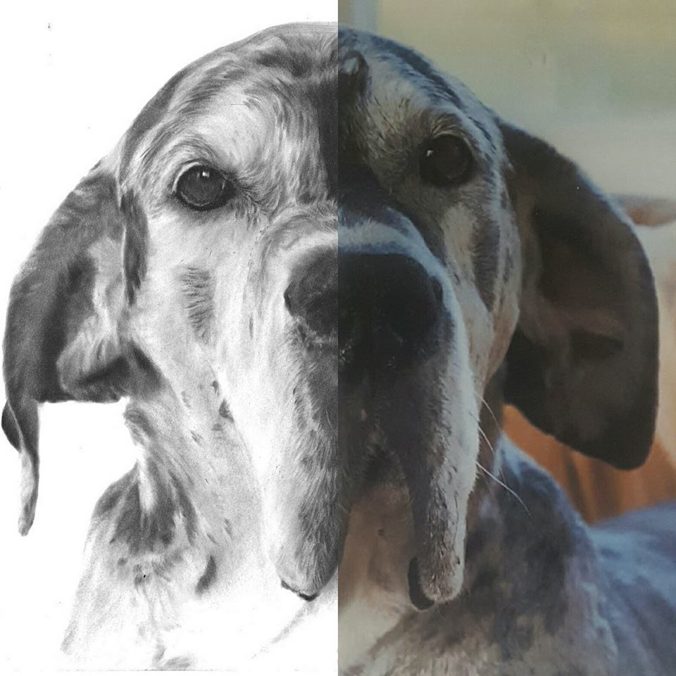 comparisation between a good quality reference photo and the dog portrait