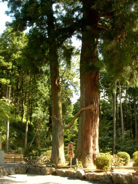 太師堂の隣には、巨木杉「夫婦杉」が寄り添う。　　(画像撮影R氏）