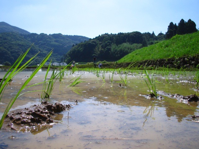 絶好の田植え日和。