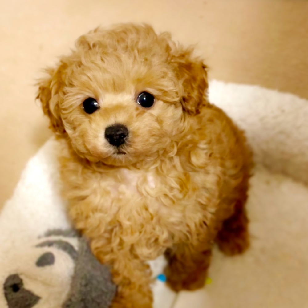 * vintage figure ❀ ブラウンの毛並みが素敵な ワンちゃん fluffy wan - フラッフィーワン