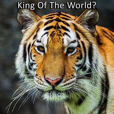 18 Incredible Bengal Tiger Facts