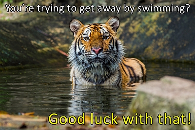 Interesting Facts About Bengal Tiger, 385