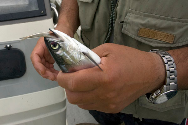 釣られたショックで食べたワカサギが口から出てきた