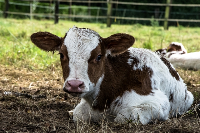 Kühe, Kälbchen, Clover Leaf Ranch