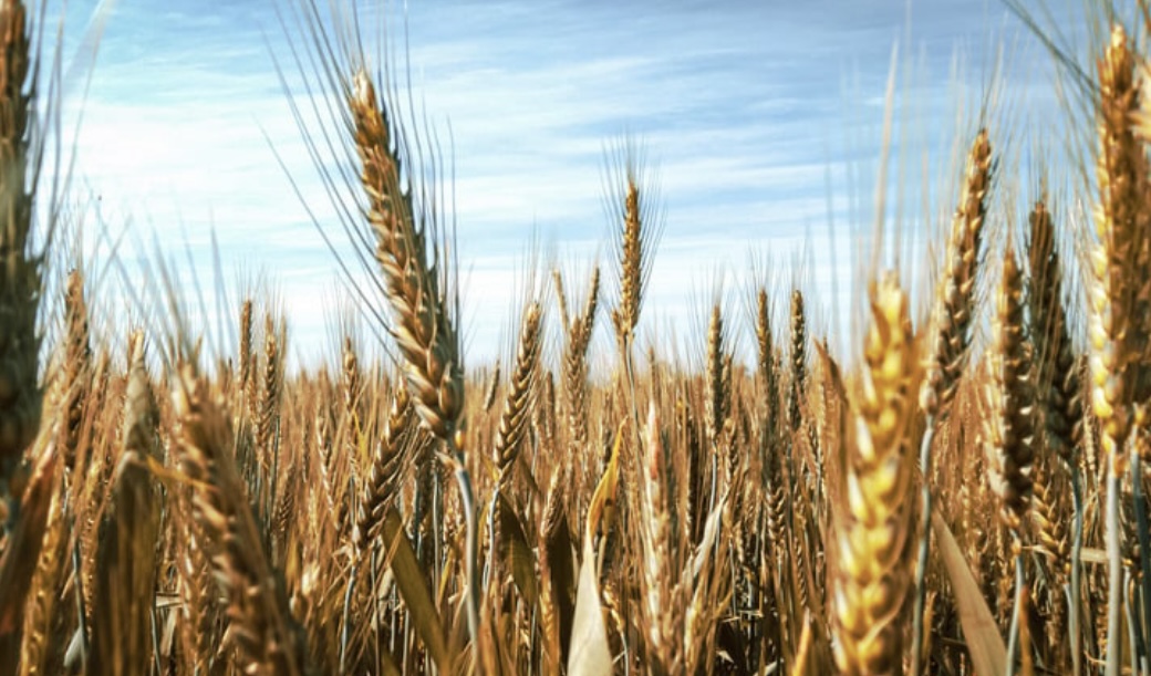 スルッと出したい方必見！大麦は食物繊維の宝庫です。