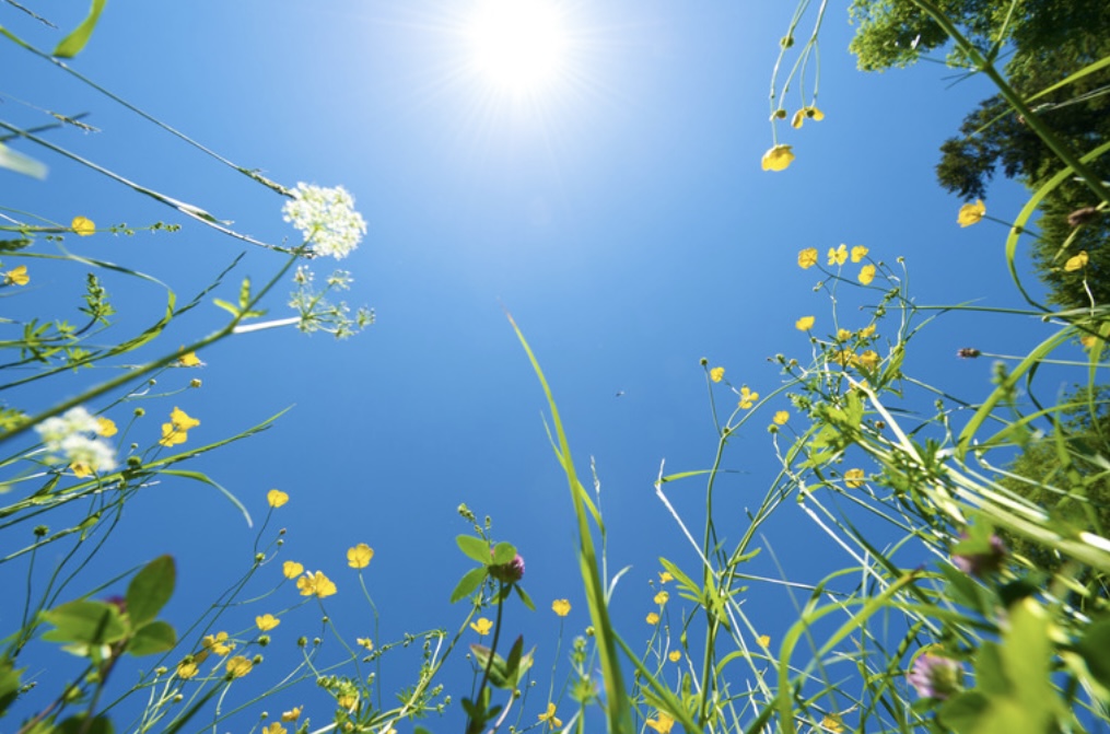 夏がやってきましたよ