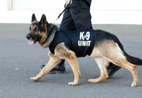 k9 security dogs