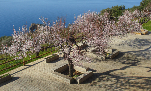 schöner Garten dabei