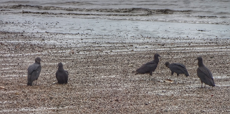 Geier am Strand 