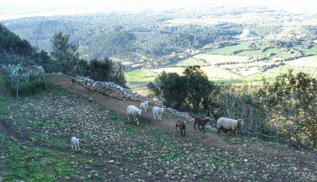 Puig de Randa 642m