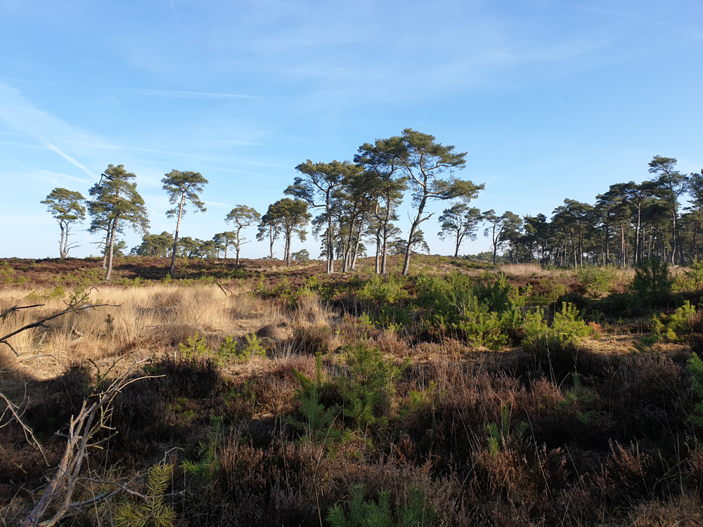 Kalmthoutseheide