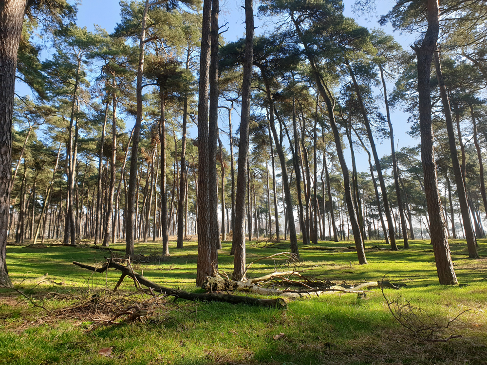 Kalmthoutseheide