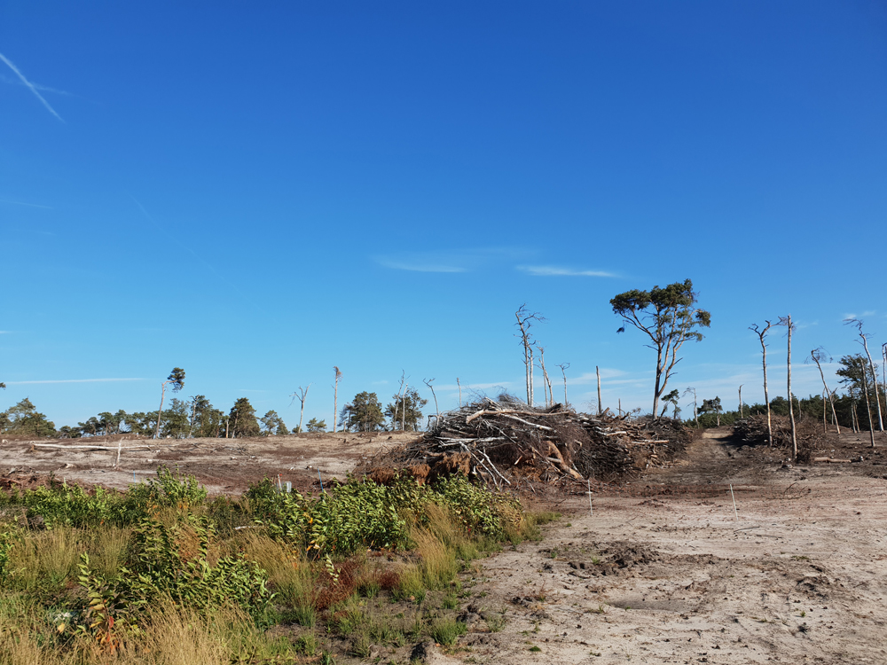 Kalmthoutseheide