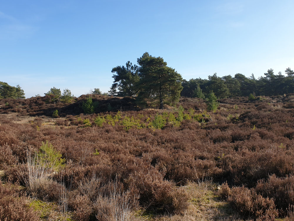 Kalmthoutseheide